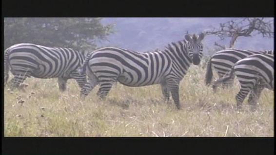 Vacation Bible School: Serengeti Trek - commercial 1